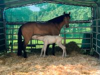 PRE Fohlen Absetzer Hengst Perlino Cremello Andalusier Spanier Baden-Württemberg - Aichwald Vorschau