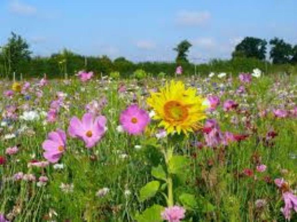 Blühstreifen Wildblumen Wiese säen einsäen Neueinsaat in Nottuln