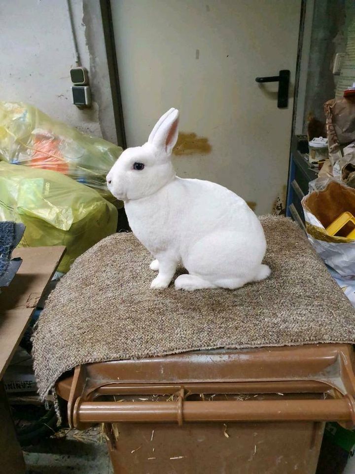 Zwergrex Kaninchen Zwerg Kaninchen Hase weiß Blauauge RHD geimpft in Meppen