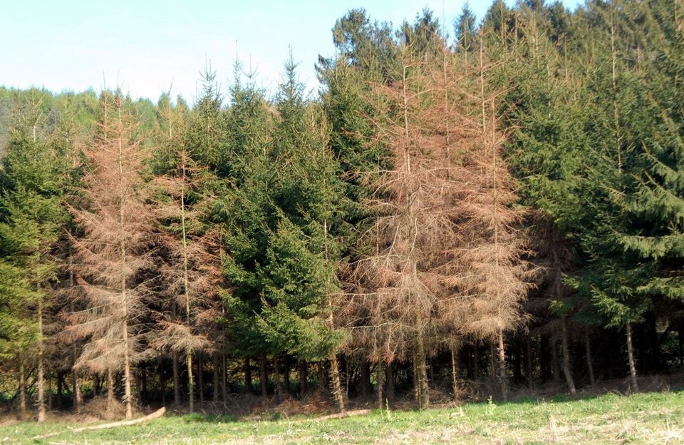 Suche Waldgrundstück / Wald / Forst / Waldfläche   Kauf od. Pacht in Haigerloch