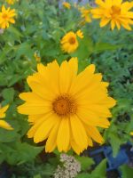 Heliopsis scabra 'Venus' Sonnenauge ab 3,50€ P9 Bayern - Bayreuth Vorschau