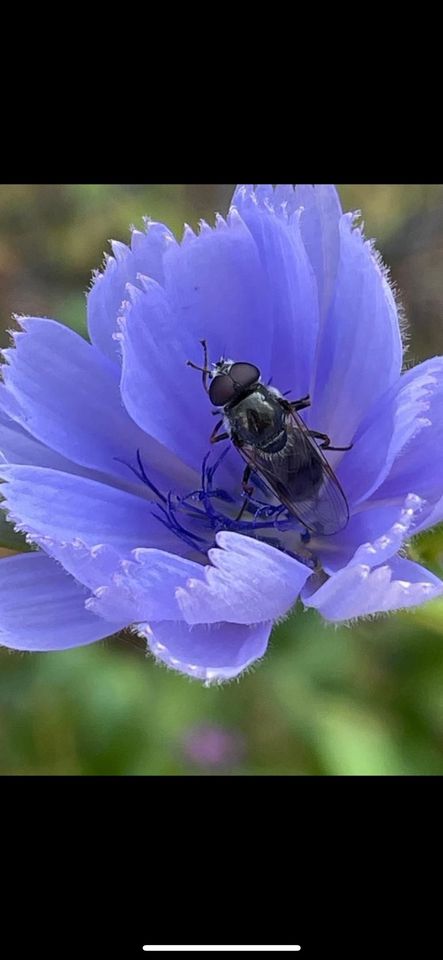 Samen Wegwarte - 30 Samen, Naturgarten Insekten Frühling in Baldham