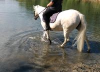 Reitbeteiligung an Pony zu vergeben Hessen - Biebesheim Vorschau