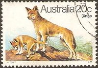 Australien 700 ° Fauna - Säugetiere - Hunde - Dingo - Wildhunde Nordrhein-Westfalen - Kamen Vorschau