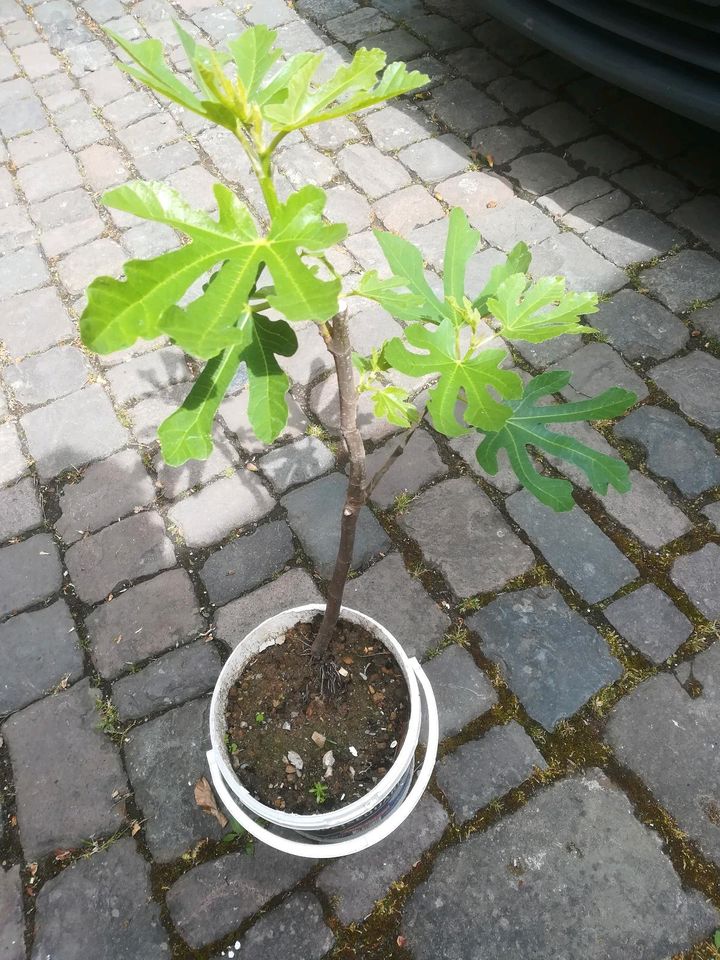 Feigenbäumchen Feigenbaum in Neustadt an der Weinstraße