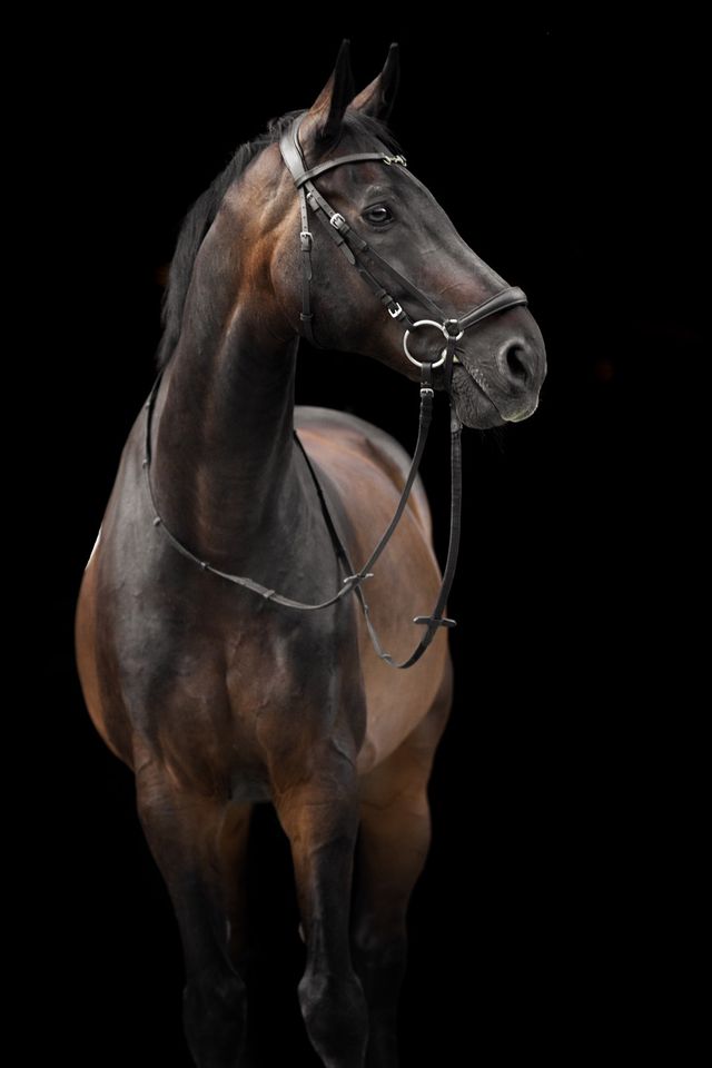 Fotoshooting - Pferd vor schwarzem Hintergrund in Fürstenau