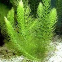 GemeinesHornblatt Wasserpflanze Aquarium Hornkraut Schwimmpflanze Nordrhein-Westfalen - Bergisch Gladbach Vorschau