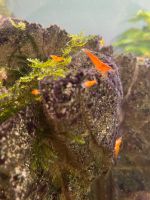 Garnelen Nachwuchs Sakura Orange Fire Jungtiere Aquarium Niedersachsen - Braunschweig Vorschau