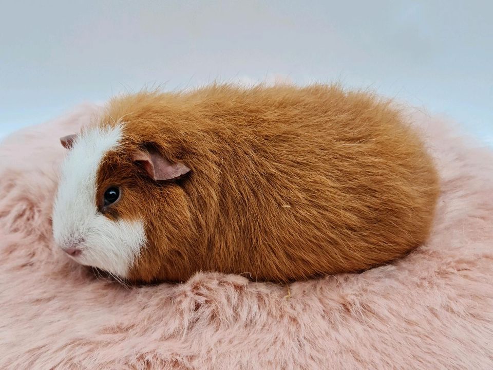 ❤️Ch Teddy Meerschweinchen Weibchen (schoko) gold weiß ❤️ in Bremen