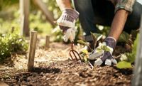 Gartenarbeit aller Art, Busch Beseitigung, Heckenschnitt Essen - Essen-Stadtmitte Vorschau