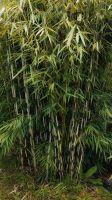Bambus - Fargesia robusta Campbell Nordrhein-Westfalen - Kerpen Vorschau