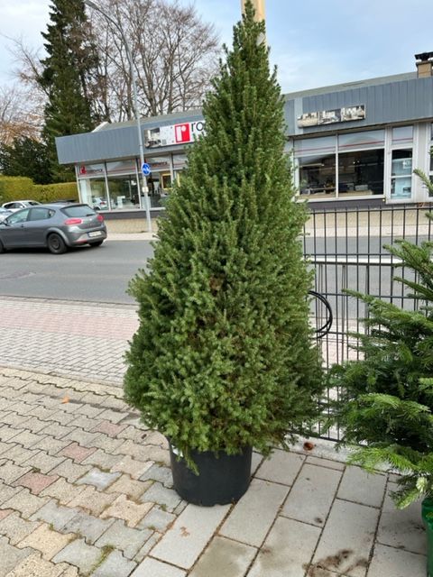 Zuckerhutfichte im Topf Weihnachtsbaum Adventsbaum in Simmerath