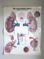 Anatomie Poster Lerntafel Leipzig - Connewitz Vorschau