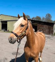 Reitpony Wallach Palomino XXL Pony roh 1,51m Barbiepony Schleswig-Holstein - Eckernförde Vorschau