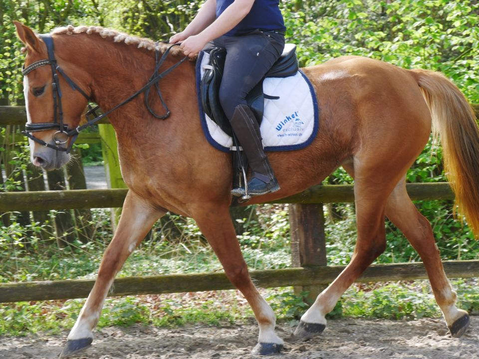 Freizeitpferd , Springpony, Geländepferd in Dorsten