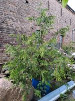 Thuja Solitärpflanze  Haus Baum Garten Brandenburg - Nuthetal Vorschau