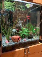 Aquarium 60L Nordrhein-Westfalen - Sundern (Sauerland) Vorschau