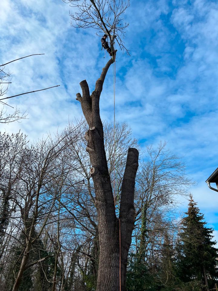 Baumfällung, Baumpflege, Gartenarbeiten, Bagger u. Abrissarbeiten in Naumburg (Saale)