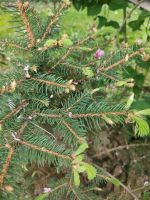 Kleiner Nadelbaum Köln - Nippes Vorschau