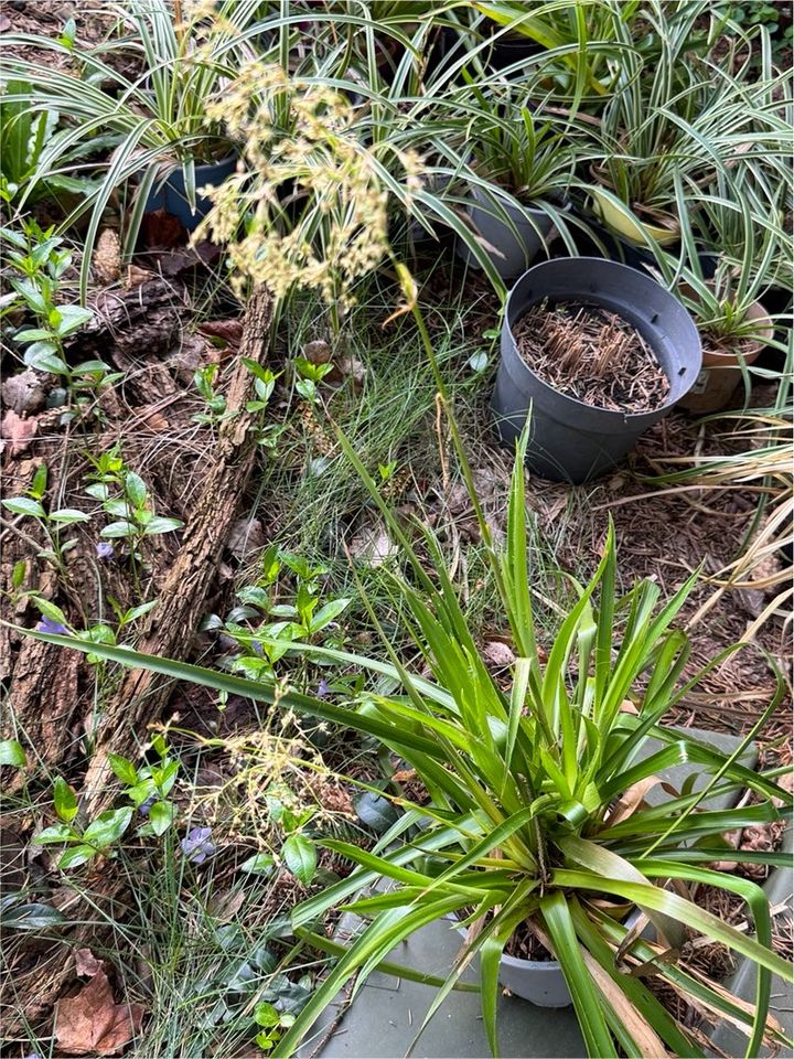 Hainsimse frühblühendes Gras Gräser Waldmarbel Schattenpflanze in Königs Wusterhausen