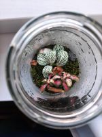 Terrarium / Pflanzen im Glas Leipzig - Leipzig, Zentrum Vorschau