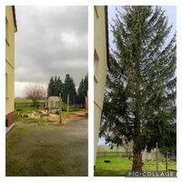 Baumfällung von Nadelbäumen Klettertechnik Arbeitsbühne Sachsen - Heidenau Vorschau