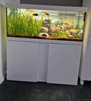 EHEIM komplettes Aquarium mit Zubehör/Fischen/Unterschrank 240l Frankfurt am Main - Gallusviertel Vorschau
