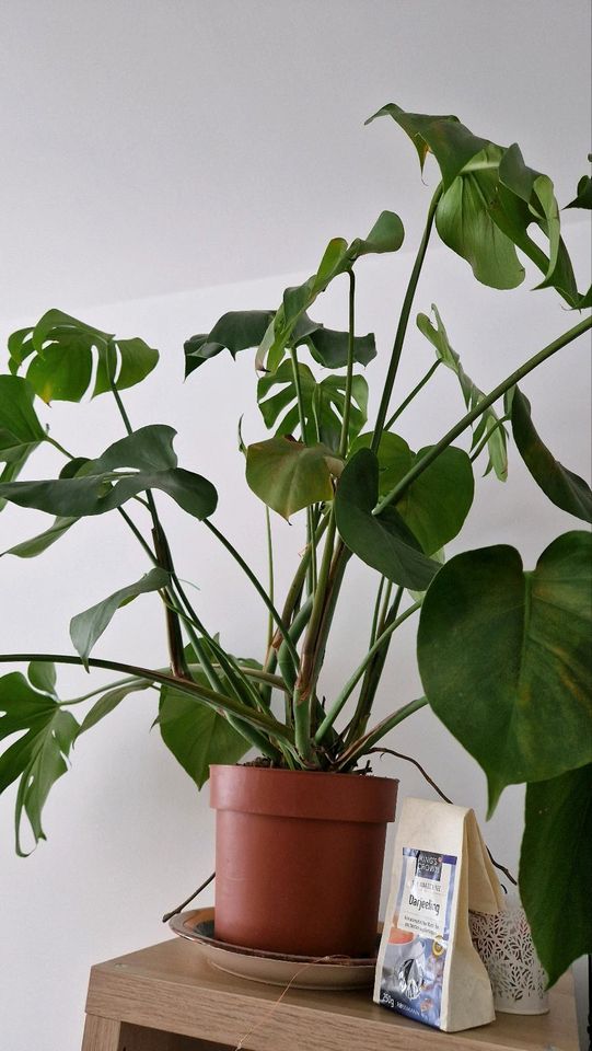Pflanze, monstera, plant in Germering