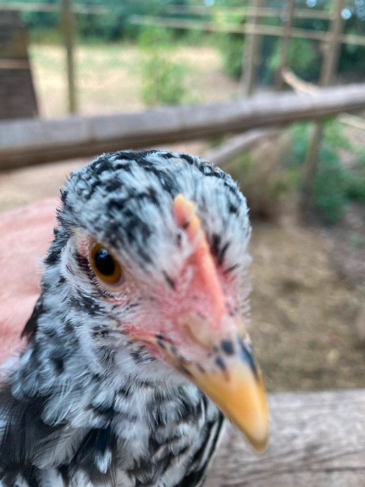 Schwedisches Blumenhuhn Eier in Haßloch