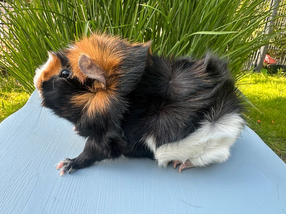 Rosetten Meerschweinchen in Dortmund