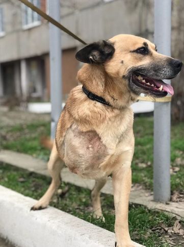 Tierschutz Yulik sucht ein liebevolles Zuhause für immer! in Berlin