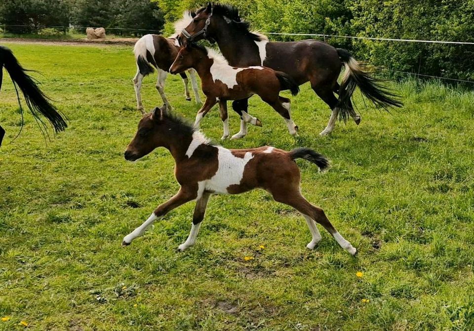 Reitpony Stutfohlen Schecke in Karstädt Prignitz