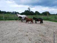 Pacht für private Ponyhaltung Harburg - Hamburg Hausbruch Vorschau