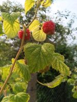 Himbeeren Pflanzen Ableger ca 50 cm hoch Hessen - Hungen Vorschau