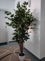 OVP,NEU künstlicher Ficus Benjamina, Kaiser & Kraft, mit Übertopf Baden-Württemberg - Sandhausen Vorschau