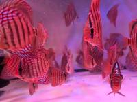 Diskusfische Rot -Türkis aus Hobby Zucht Niedersachsen - Scharnebeck Vorschau