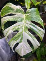 Monstera Deliciosa variegata ❗️günstig abzugeben/ Platzmangel❗️ Niedersachsen - Lehrte Vorschau