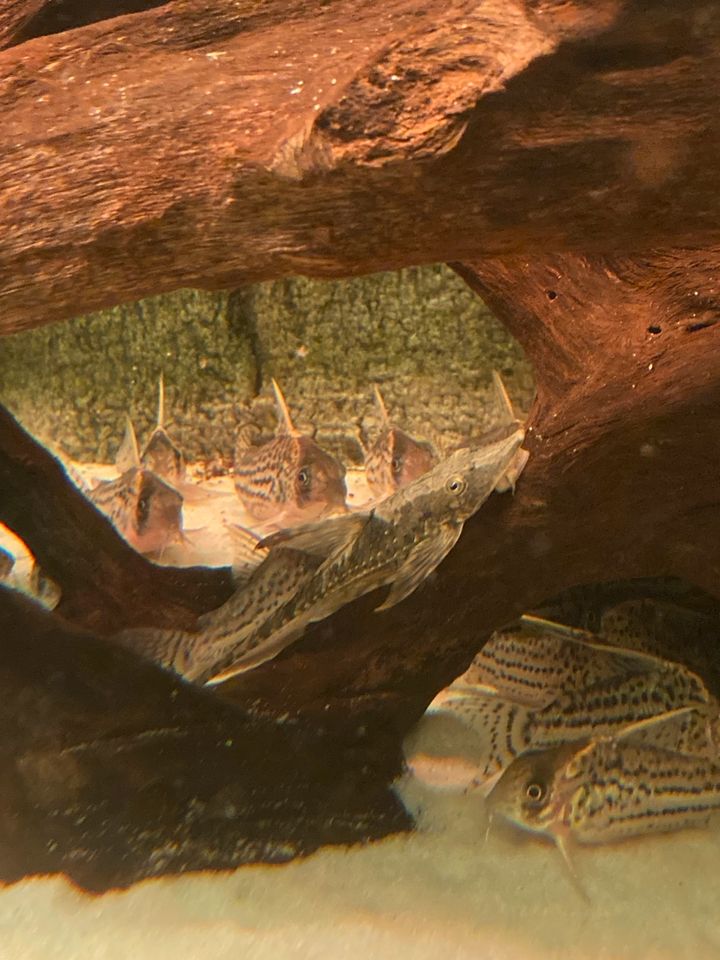 Corydoras Panzerwelse in Singen