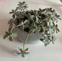 Dickblattgewächse - Graptopetalum - Sukkulente inkl. Topf Süd - Niederrad Vorschau