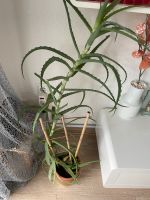 Aloe Vera Pflanze ( Familie Aloe Vera ) mit Topf Bayern - Kaufbeuren Vorschau