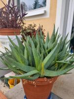 Aloe Vera sehr mächtig Bayern - Kaufbeuren Vorschau