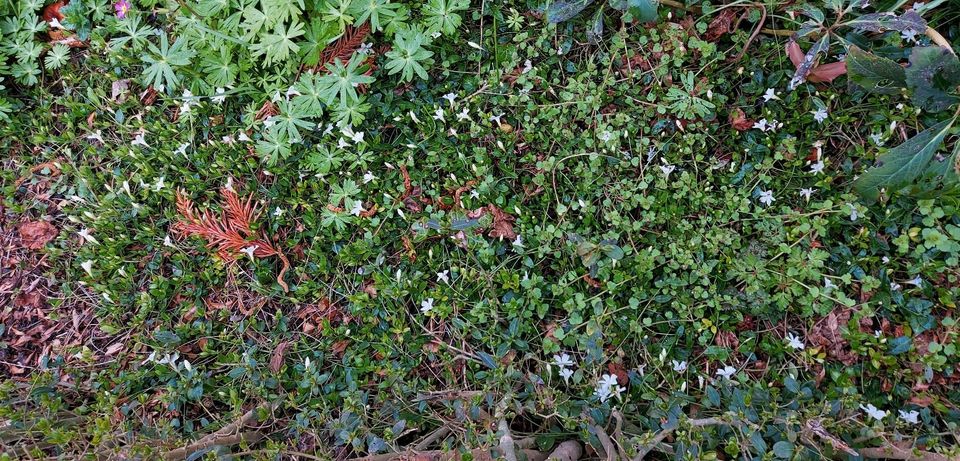 Immergrün weiß (Vinca minor) Bodendecker Garten Pflanze in Neresheim