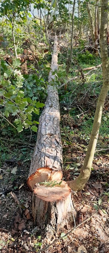 Baumschnitt Baumfällung [ Garten ] in Jena