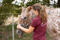 Pferdeosteopathie | Pferdephysiotherapie Schleswig-Holstein - Rondeshagen Vorschau