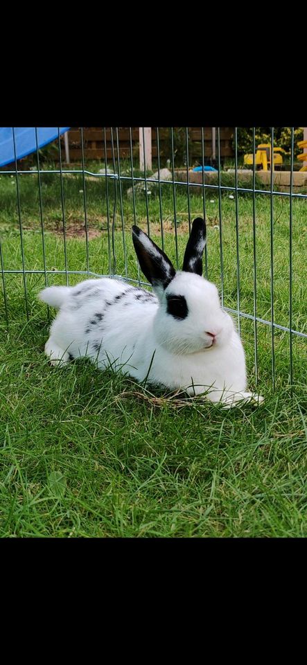 Zwergkaninchen in Dörverden