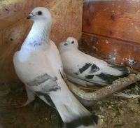 Tauben Paar,  fliegende Tauben Niedersachsen - Barsinghausen Vorschau