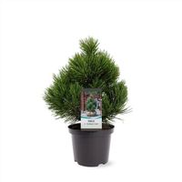 Zwerg-Schlangenhautkiefer Pinus heldreichii 'Compact Gem' 30-50cm Nordrhein-Westfalen - Nordkirchen Vorschau