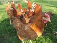 Hühner: Rhodeländer Hühner zu verkaufen Niedersachsen - Auetal Vorschau