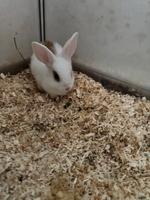 Hasenbabys Nordrhein-Westfalen - Witten Vorschau