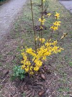 Forsythia 120cm Strauch gelb blühende Pflanze Berlin - Lichtenberg Vorschau